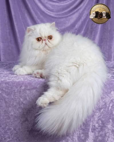White Peke Persian Male
