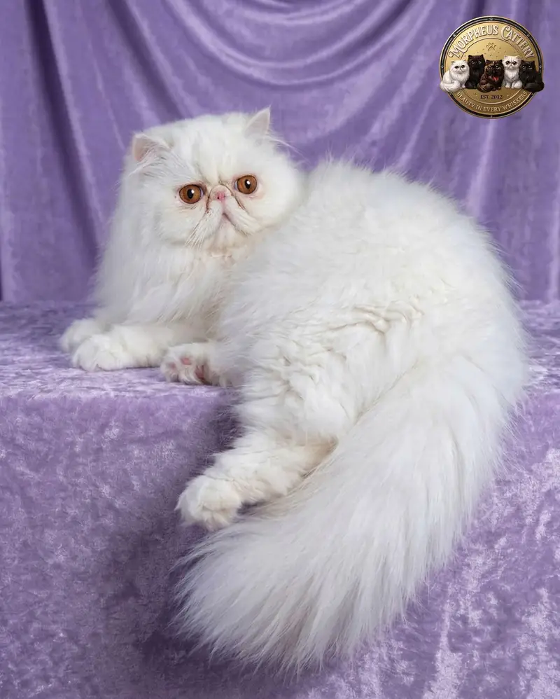 White Peke Persian Male