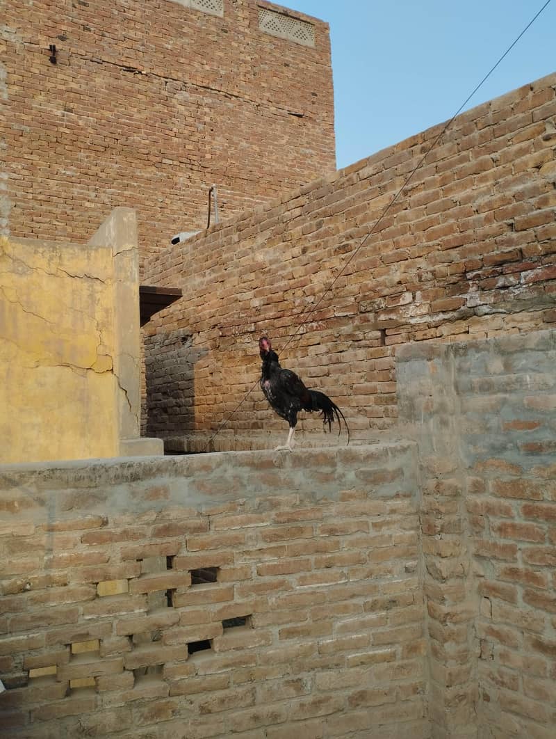 Aseel Murgha 1