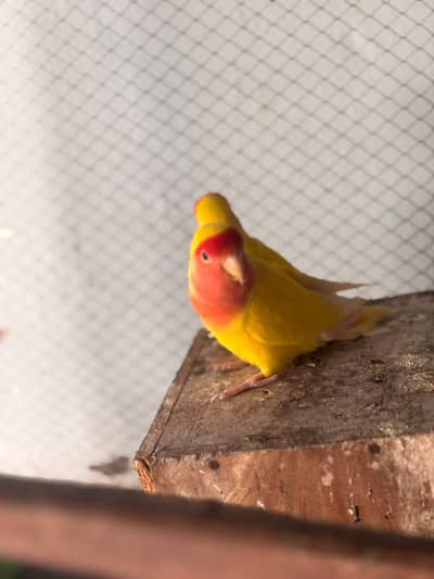 Lutino peach face lovebirds pair