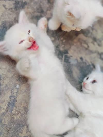 Pur White cats  & kittens for sale in Lahore