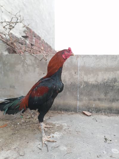 Aseel birds are available