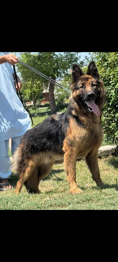 German Shepherd Dog for Sale | Healthy & Active | Best Breed