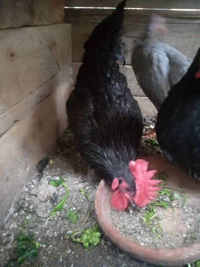 Australorp for sale pair