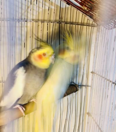Cocktail breeder pair