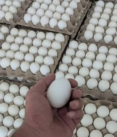 Farmi fresh Eggs 240 Dozan