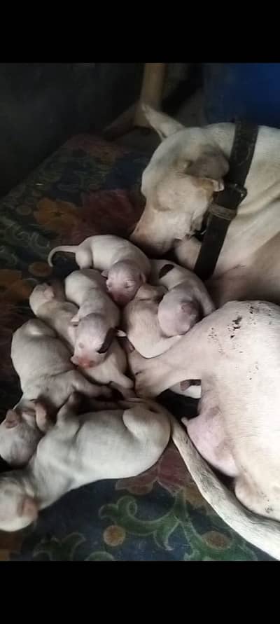 gultair puppies pair- Kohati gultair - security dog