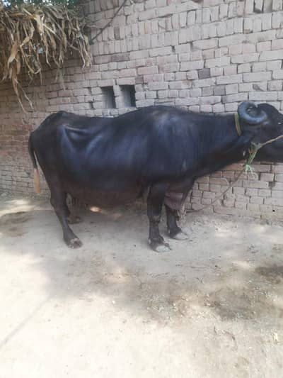 buffalo