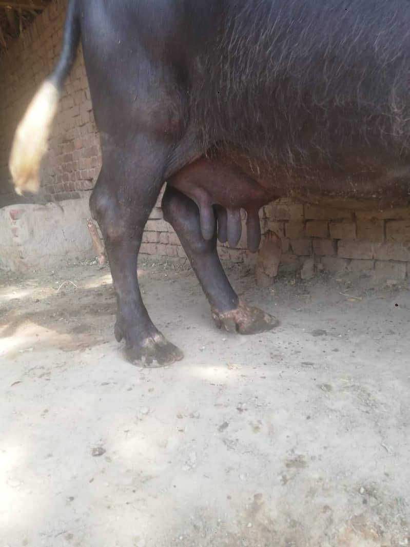 buffalo 1