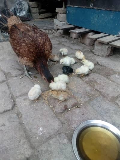 ASEEL FEMALE WITH 13 CHICKS