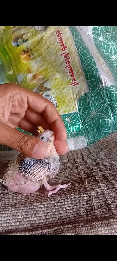 1 cocktail chick for hand tame