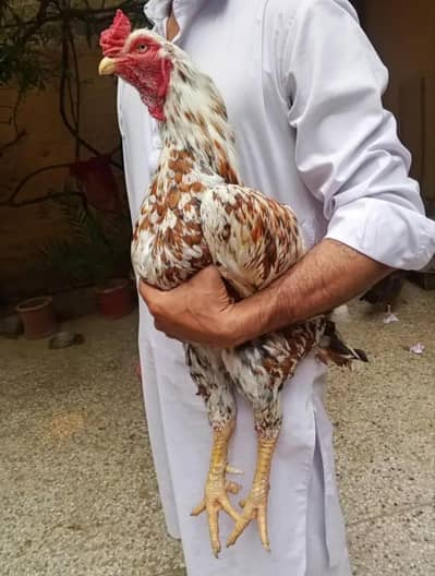 peela cheena aseel murga