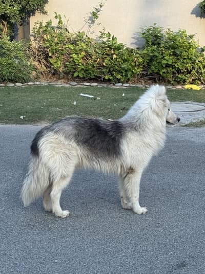 husky pure triple coat  Quality speaks