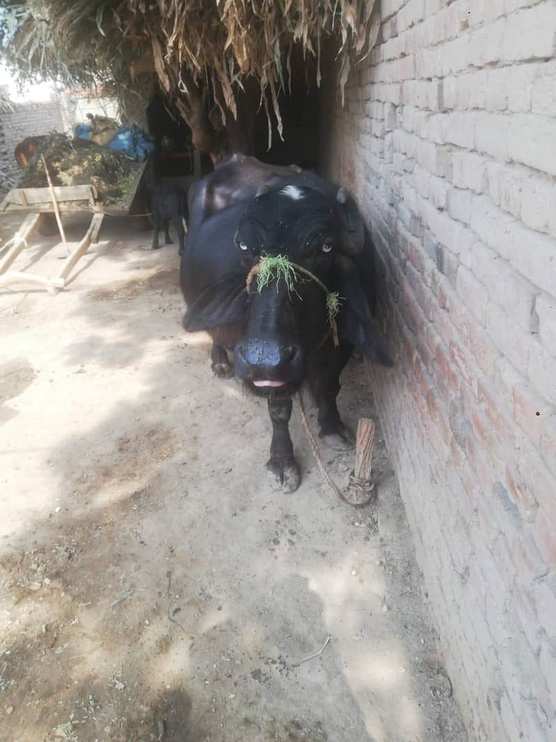 buffalo 2