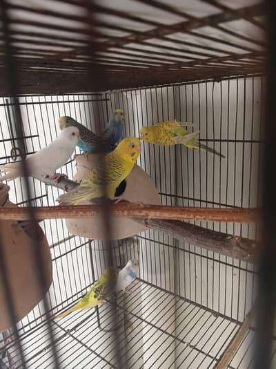 4 pair with cage