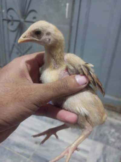 Aseel Chicks