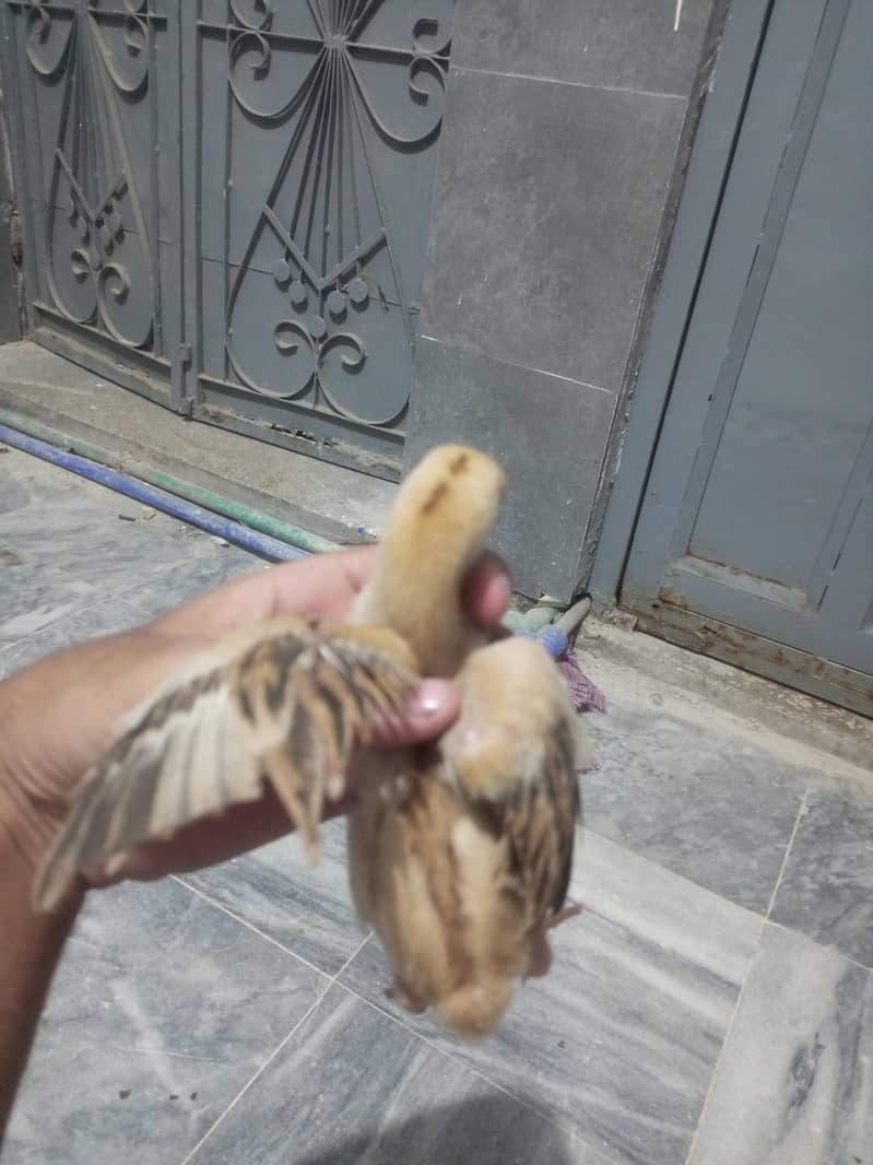Aseel Chicks 1
