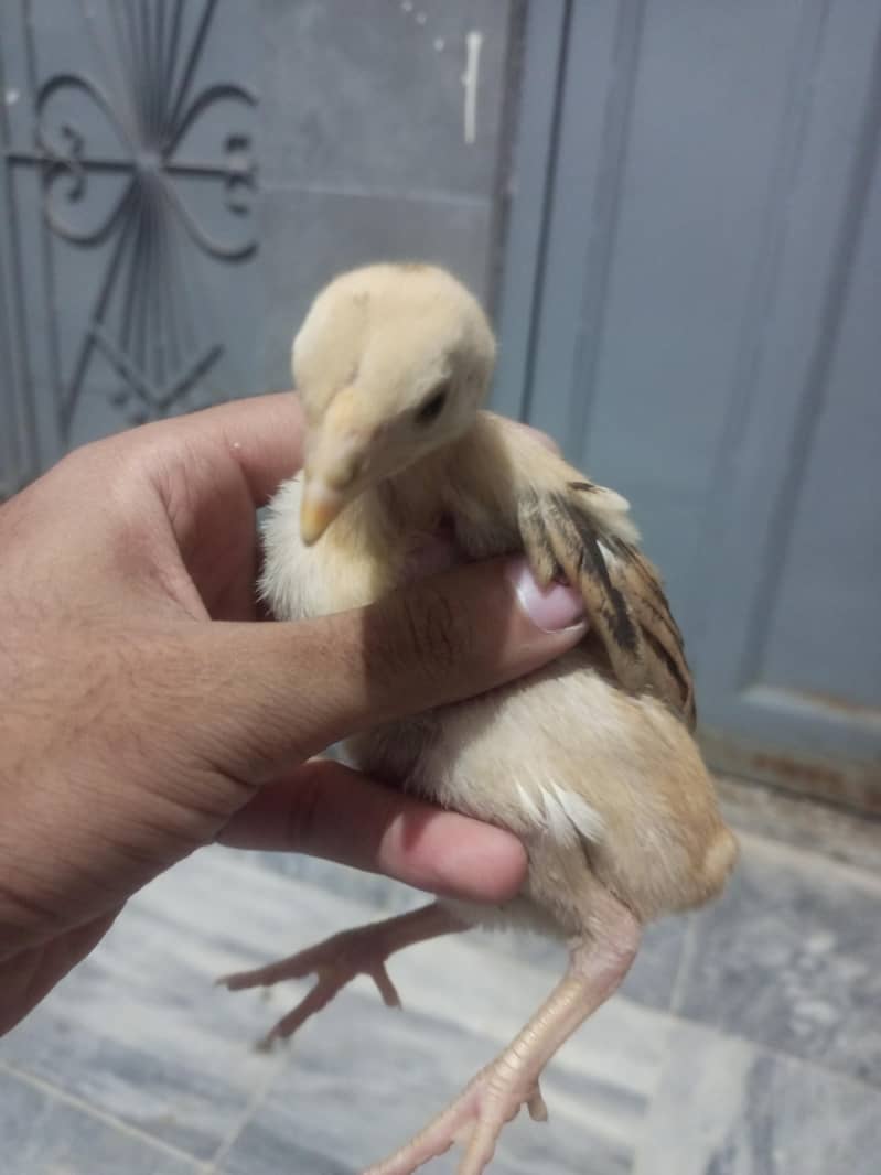 Aseel Chicks 2