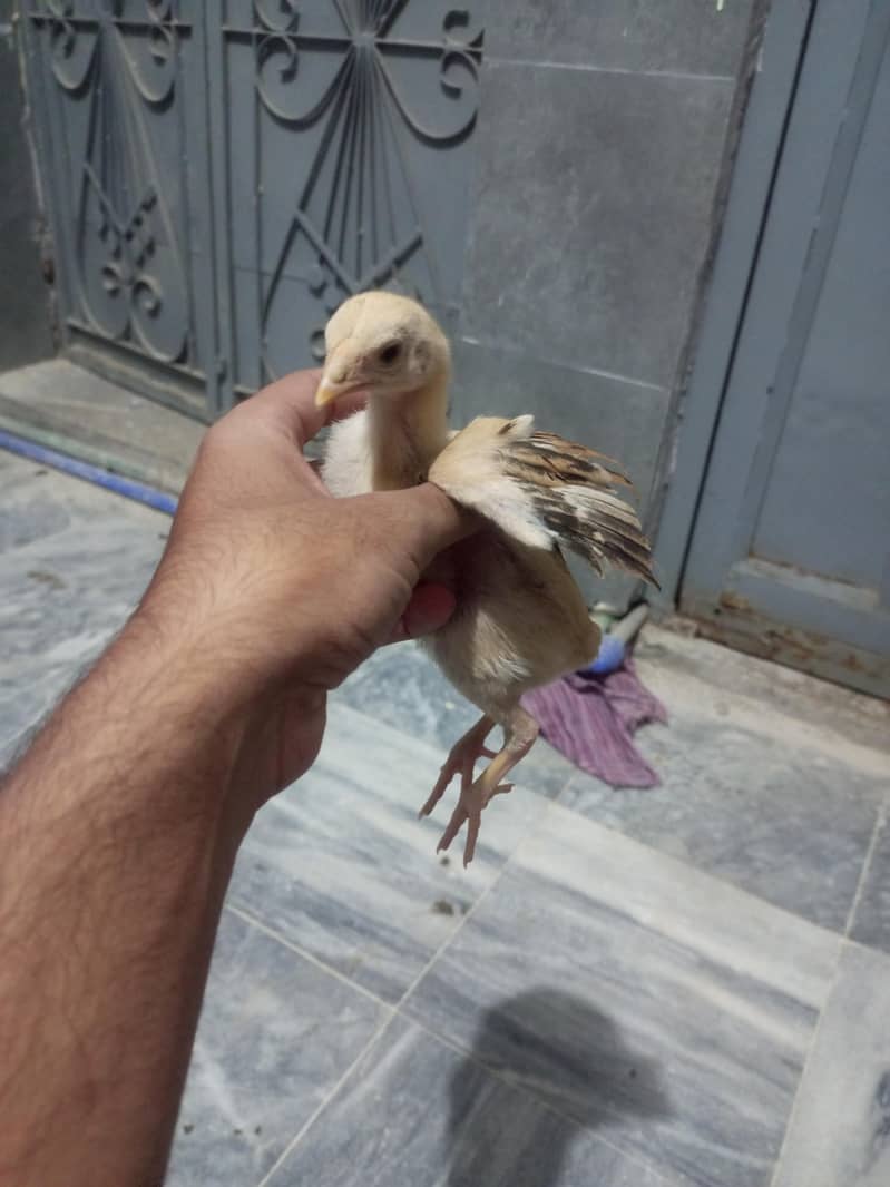 Aseel Chicks 3