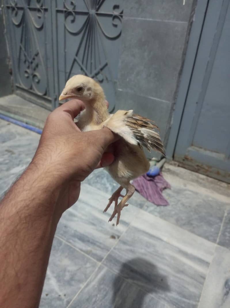Aseel Chicks 4