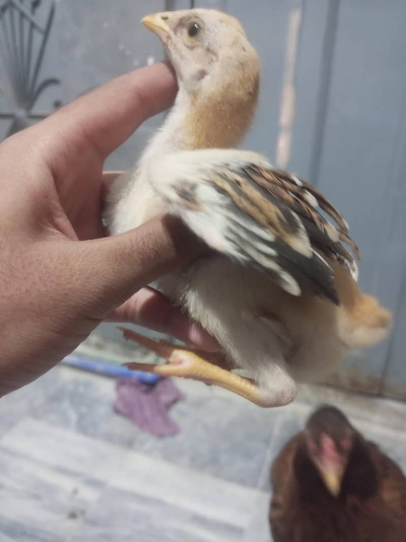 Aseel Chicks 5