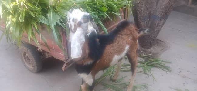 Bakra for sale