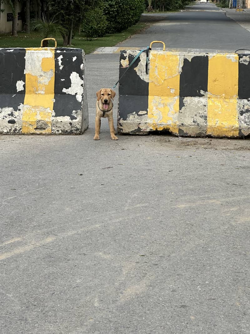 Pedigree male Labrador puppy for sale - Dogs - 1120888504