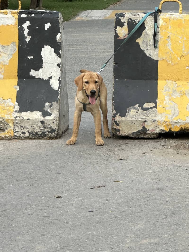 Pedigree male Labrador puppy for sale - Dogs - 1120888504