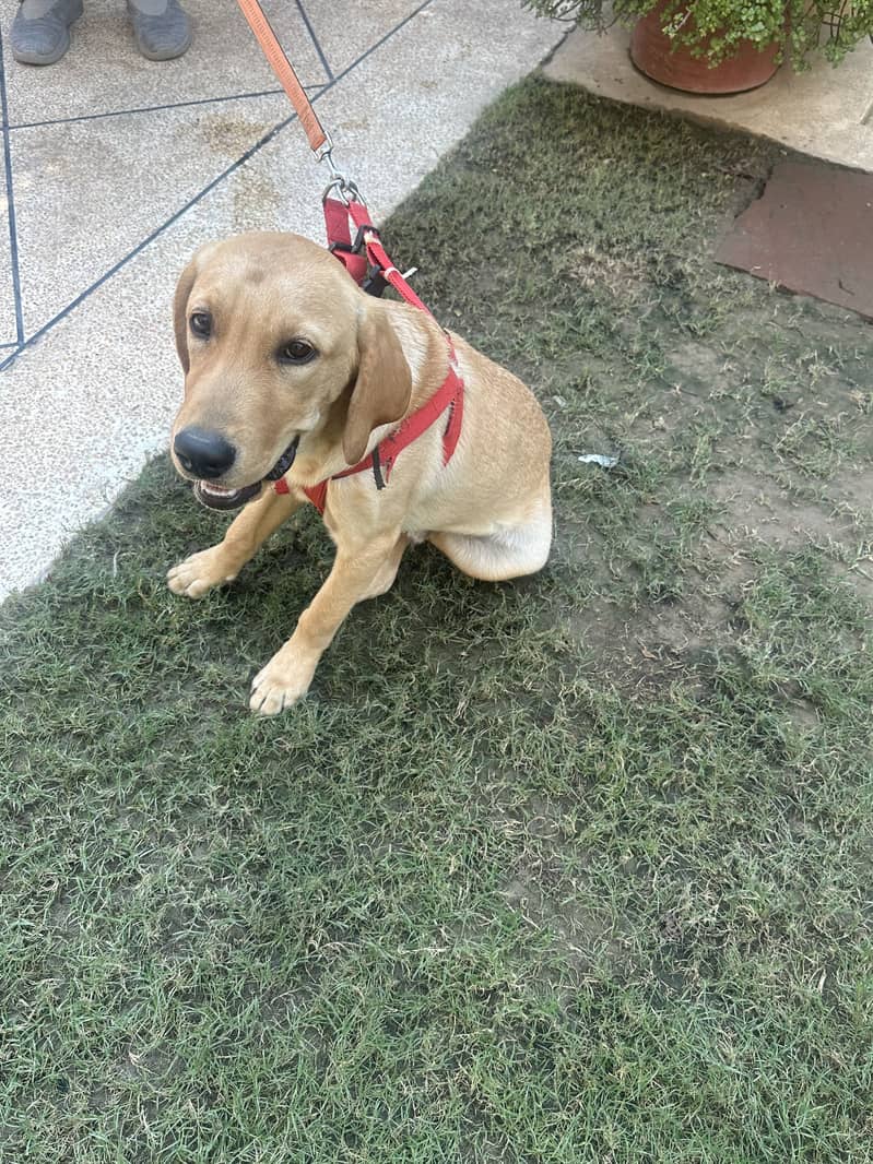 Pedigree male Labrador puppy for sale - Dogs - 1120888504