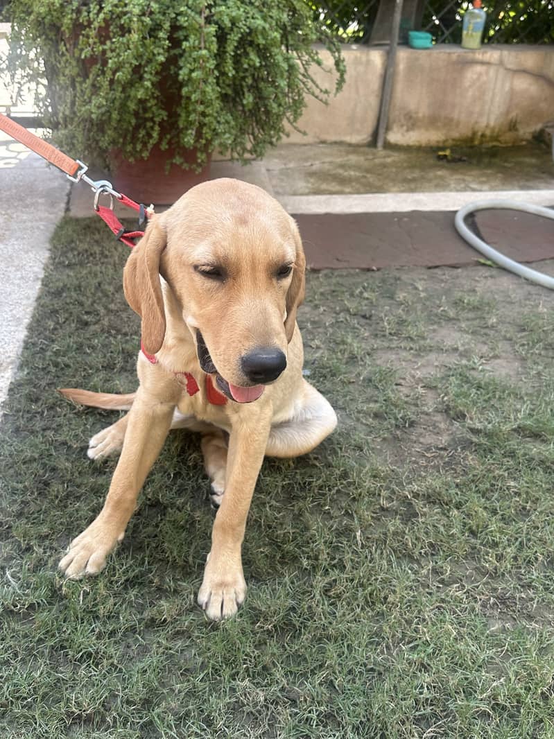 Pedigree male Labrador puppy for sale - Dogs - 1120888504