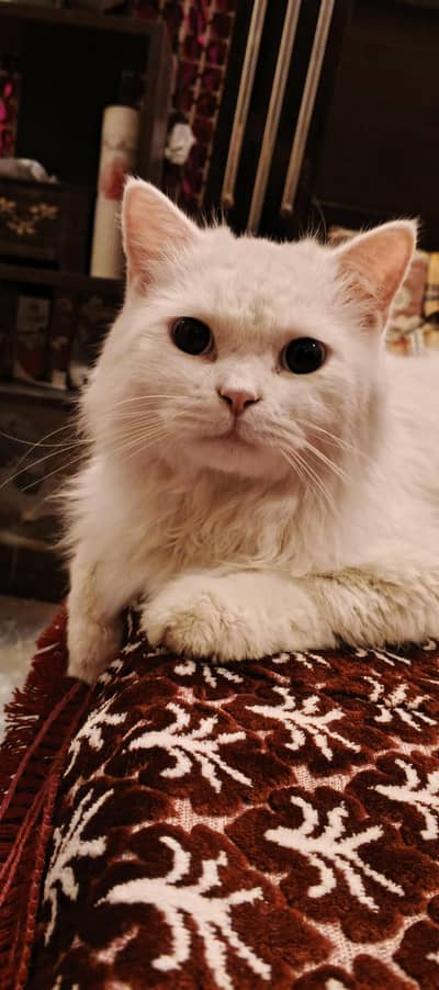 White beautiful fluffy Cat