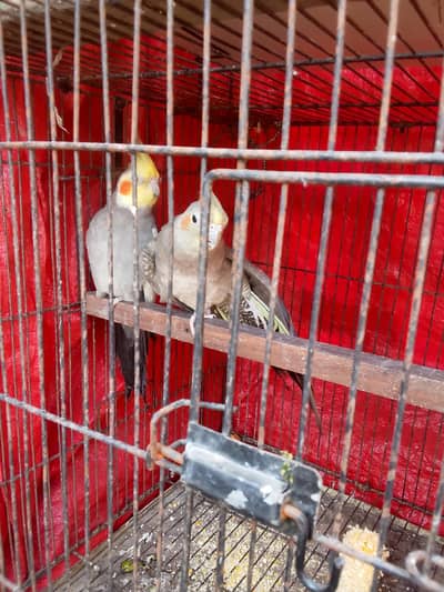 cocktail breeder pairs  03078574285 watsap