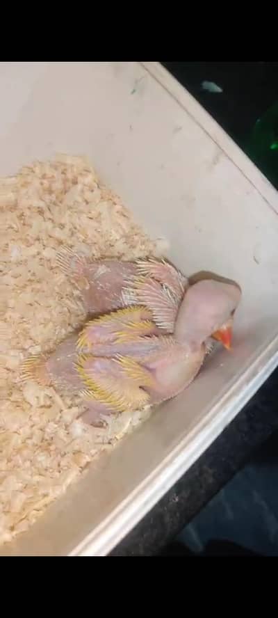 Yellow/ Creamno Ring Nick Chicks Mother Feed Healthy Active