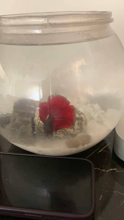 male bettta fish with fish bowl and fish food