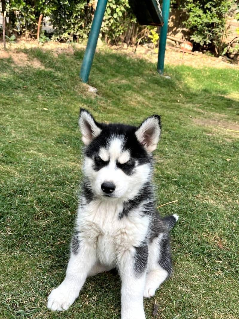 Siberian husky puppy blue eyes pure husky - Dogs - 1120888810