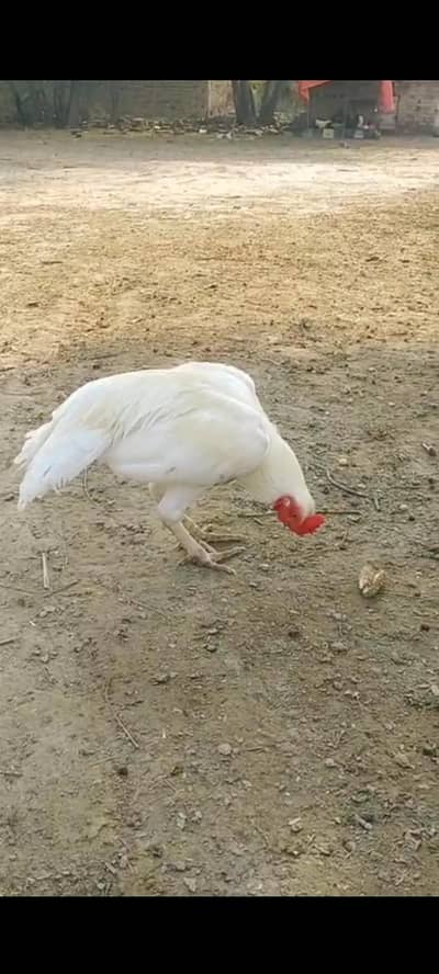 Heera Aseel male for sale