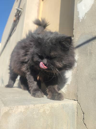 Black Persian Male Cat for Sale!