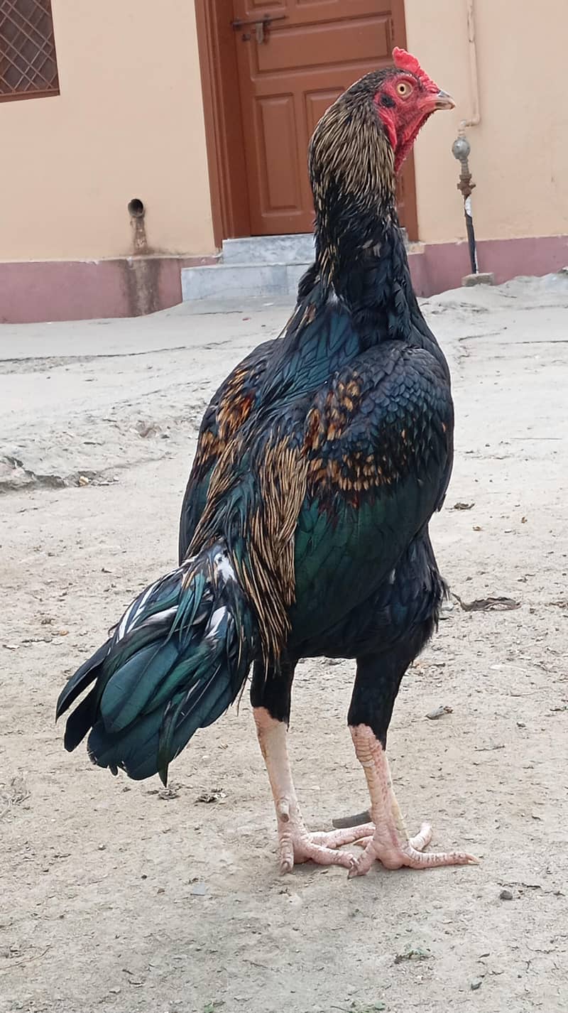 کالا جاوا مرغا برائے فروخت 1