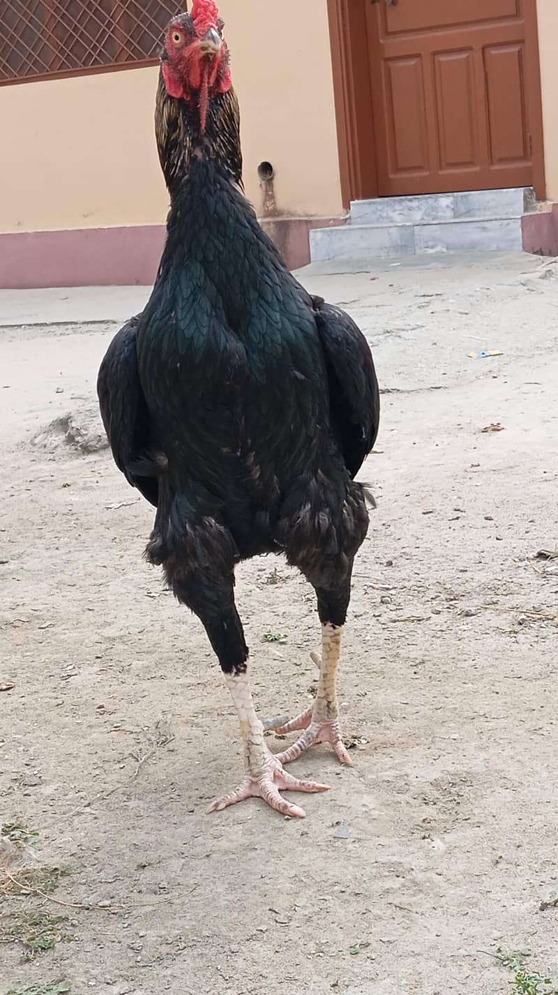 کالا جاوا مرغا برائے فروخت 2