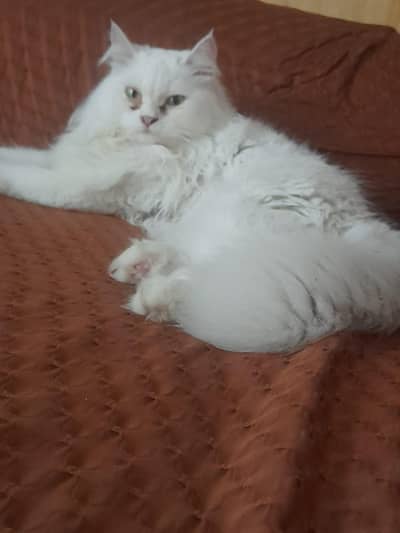 Persian Tripple Coted Female Cat for sale