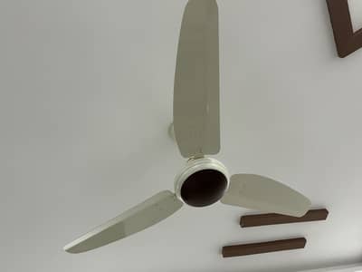 Royal Cieling  Fans 56''