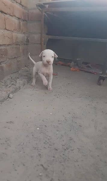 Gultair Female pup for sale,03019468306