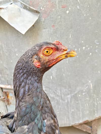 aseel patha black 8  month