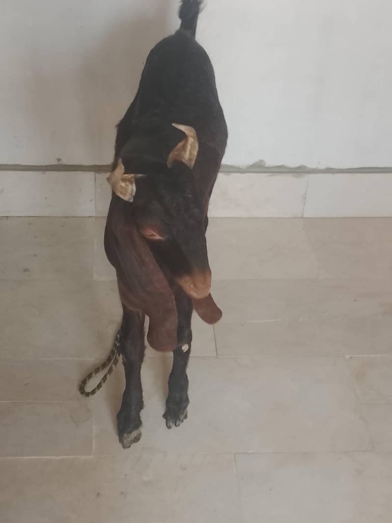 kamrori bakra 2