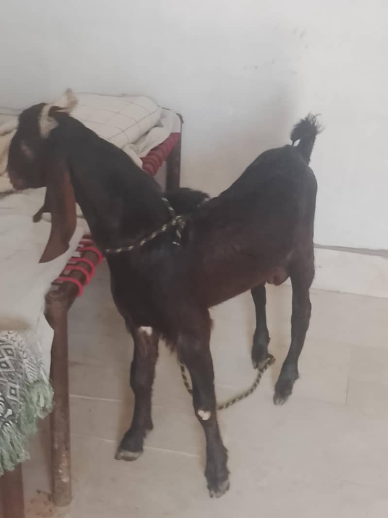 kamrori bakra 3