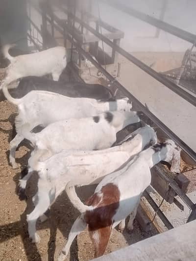 Qurbani k barky 6