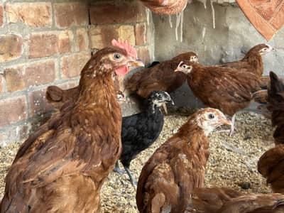 Australorp & Rir Chikes