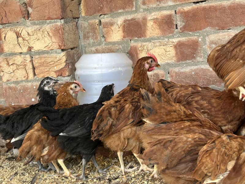 Australorp & Rir Chikes 2