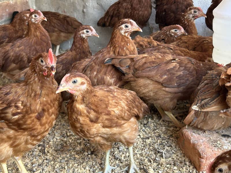 Australorp & Rir Chikes 3