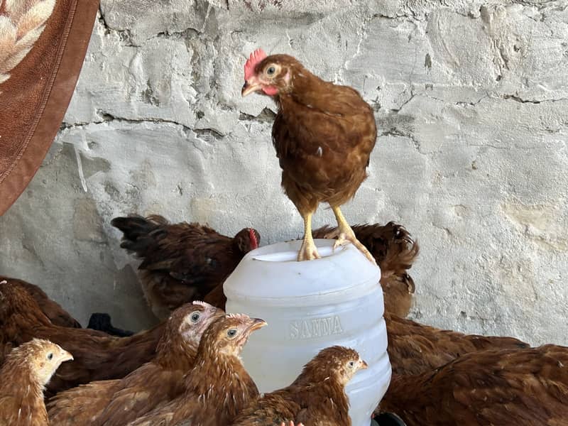 Australorp & Rir Chikes 4